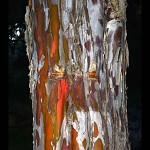 Cyprès blanc- tronc d'arbre. ברוש קרח